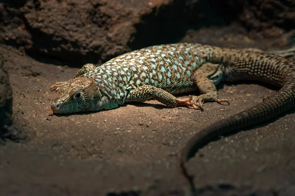 Lagarto Jayakar Omanosaura Jayakari Lagarto Verde Oriente Médio Sentado Nas — Fotografia de Stock