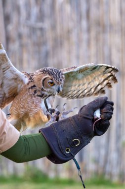 Bir firavun kartal baykuşu (Bubo ascalaphus) Birleşik Arap Emirlikleri 'nde bir antrenör eldivenine doğru uçuyor..