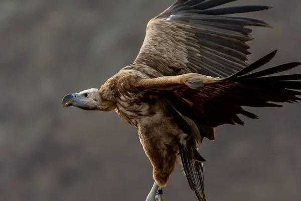 Vautour Griffon Vol Rapproché Gyps Fulvus Des Charognards Afrique Moyen — Photo