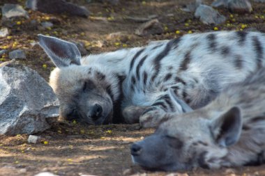 Çizgili Sırtlan (Hyaena hyaena) çölde kayalara karşı uyurken çok yakın çekim.