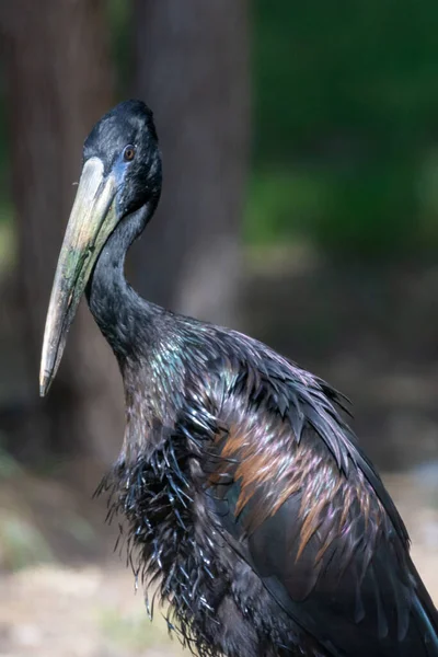 The African openbill (Anastomus lamelligerus) family Ciconiidae close up showing off its glossy black feathers. Portrait