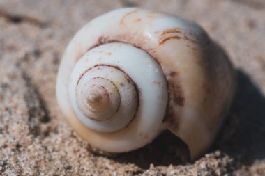 Makro fotoğrafçılık Kumsalda Deniz kabuğu Sabah güneşinde (seçici odaklanma)