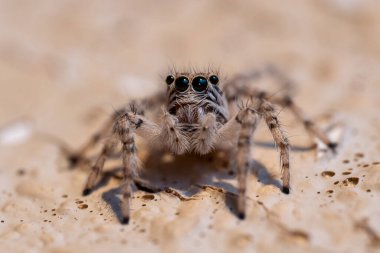 Birleşik Arap Emirlikleri 'nde sıçrayan örümcek duvarda sürünüyor. Makrofotoğrafçılık çok yakın.