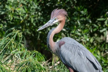 A Goliath heron (Ardea goliath), in the sunshine, also known as the giant heron close up looking around.