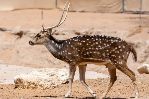 Chital Eje Del Eje También Conocido Como Ciervo Manchado Ciervo — Foto de Stock