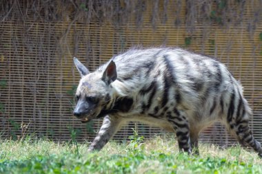Çizgili sırtlan (Hyaena hyaena), Orta Doğu 'da nesli tükenmekte olan nadir bir tür..