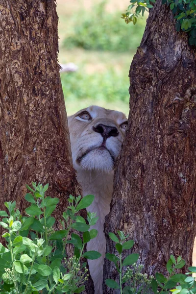 Una Leona Blanca Africana Pantera Leo Mirando Entre Los Árboles —  Fotos de Stock