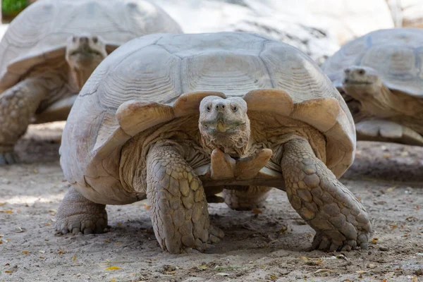 一只巨大的乌龟 Chelonoidis Nigra 穿过沙漠 慢慢地走在另外两只乌龟前面 炫耀它的大壳和脑袋 — 图库照片