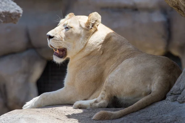 Una Leona Blanca Africana Pantera Leo Sentada Una Roca Mirando —  Fotos de Stock