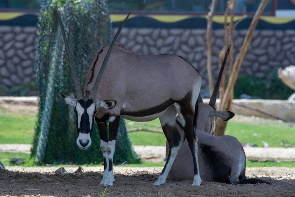 East African Oryx Oryx Beisa Standing Showing Horns Large Body — 스톡 사진