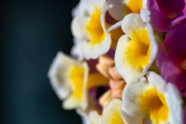 鮮やかなランタナのカメラの花側のビューのクローズアップは マクロ写真に焦点を当てた 春や夏の植物の概念のための太陽の下での熱帯の花 — ストック写真