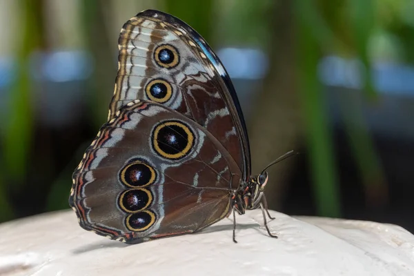 Modrý Motýl Modrý Motýl Morpho Peleides Peleides Blue Morpho Obyčejné — Stock fotografie