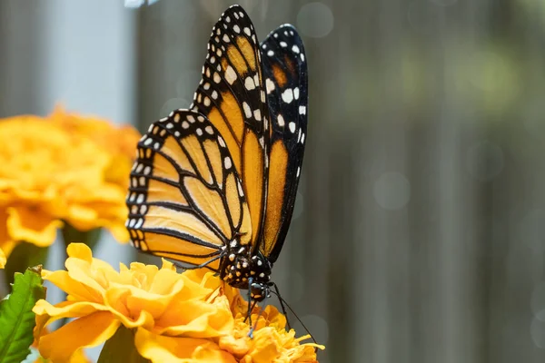 Monarcha Motýl Danaus Plexippus Jednoduchý Mléčný Motýl Také Volal Obyčejný — Stock fotografie