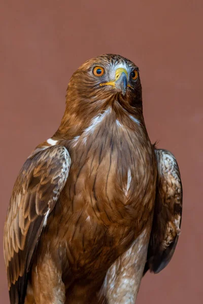 Aquila Pennata Olarak Sınıflandırılan Çizmeli Kartal Hiyeraaetus Pennatus Turuncu Gözler — Stok fotoğraf