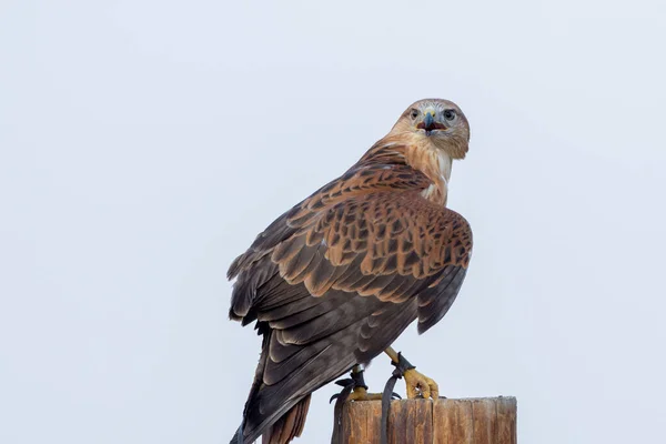 Buzzard Pernas Longas Buteo Rufinus Empoleirado Pólo Mostrando Suas Penas — Fotografia de Stock