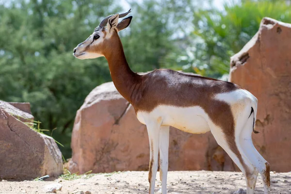 Dama Mhorr Gazelle Zoológico Ain Nanger Dama Mhorr Rocas — Foto de Stock