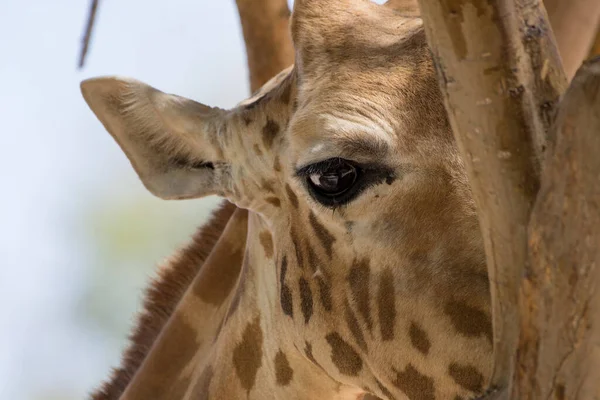 Zbliżenie Żyrafy Żyrafa Oko Chowające Się Drzewem Afryce — Zdjęcie stockowe