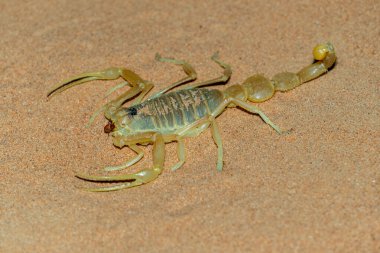 Kalkan Kuyruklu Akrep (Apistobuthus Pterygocercus), Orta Doğu 'da geceleri kumların üzerinde bulunur. (yan görünüm)