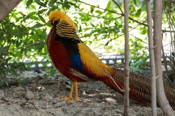 Close Male Golden Pheasant Chrysolophus Pictus Chinese Rainbow Pheasant — Stock Photo, Image