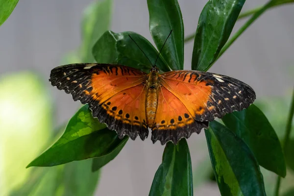 Jasně Oranžový Vzácný Fritilární Motýl Euphydryas Maturna Zelené Rostlině Zblízka — Stock fotografie