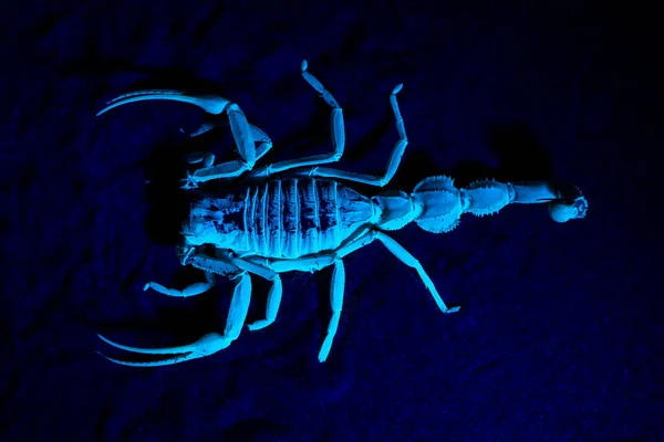 Shield Tailed Scorpion Apistobuthus Pterygocercus Onder Zwart Licht Het Midden — Stockfoto