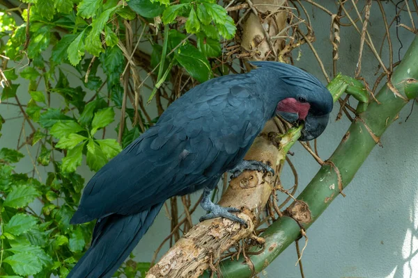 Uma Cacatua Palmeira Probosciger Aterrimus Comendo Perto Também Conhecida Como — Fotografia de Stock