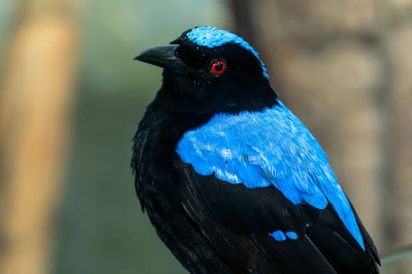 Muž Asijské Víla Bluebird Irena Puella Velmi Zblízka Krásný Jasně — Stock fotografie