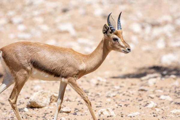 Close Arabian Sand Gazelle Gazella Marica Rocks United Arab Emirates — Stock Photo, Image