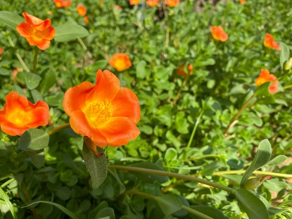 Τροπικό Πορτοκαλί Λουλούδι Portulaca Grandiflora Της Νότιας Αμερικής Καλλιεργείται Κήπους — Φωτογραφία Αρχείου