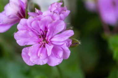 Açık mor sarmaşık sardunyası (Pelargonium peltatum) bir bahçede. Ayrıca sarmaşık yapraklı pelargonyum ve şelale sardunyası da denir...