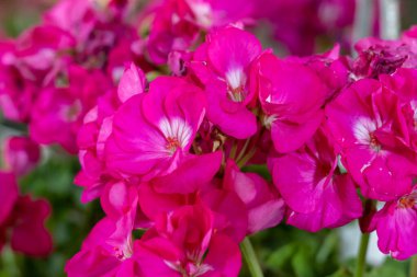 Bahçede parlak pembe sarmaşık sardunyası (Pelargonium peltatum). Ayrıca sarmaşık yapraklı pelargonyum ve şelale sardunyası da denir...