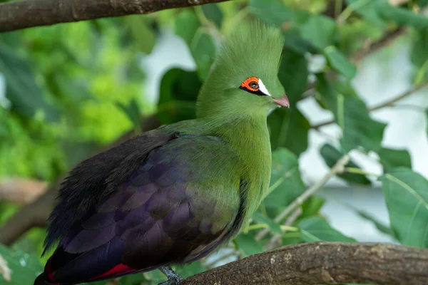 Guinea Turaco Tauraco Persa Veya Yeşil Turako Veya Yeşil Lourie — Stok fotoğraf