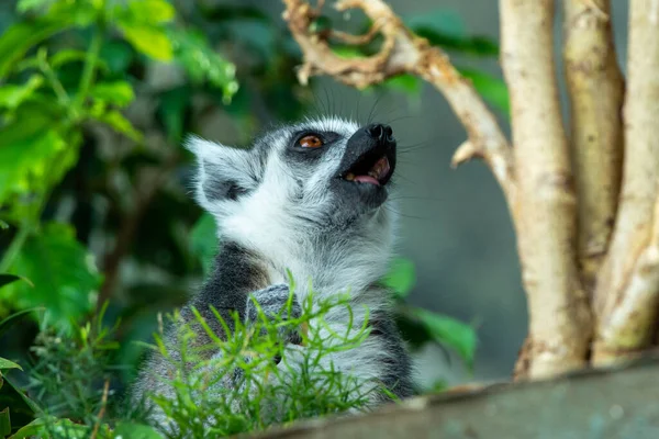 Una Cabeza Lémur Cola Anillada Cerca Lemur Catta Con Boca —  Fotos de Stock