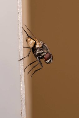 Kahverengi arkaplanda Cyclorrhapha makro fotoğraf portresi görünümünde bir sineğin (Musca domestica) çok yakın bir görüntüsü. Seçici odak.