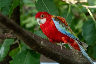 Platycercus eximius (Platycercus eximius), papağangiller (Rosella) familyasından bir papağan türü.