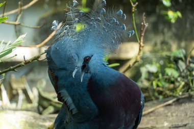 Victoria taçlı güvercine (Goura victoria) yakın plan büyük, zarif bir tropikal güvercin