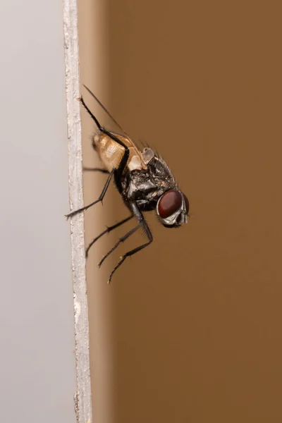 一种家蝇 Musca Domestica 的非常近的近景 在亚目的Cyclorrhapha宏摄影肖像视图的棕色背景 有选择的重点 — 图库照片