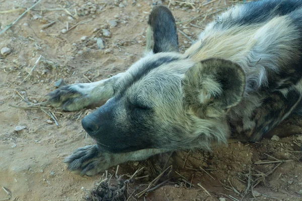 Perro Salvaje Africano Lycaon Pictus Durmiendo Muy Cerca Hierba Sabana — Foto de Stock