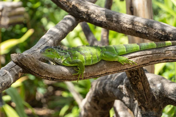 Jeune Iguana Vert Vif Immature Iguana Iguana Est Assis Sur — Photo