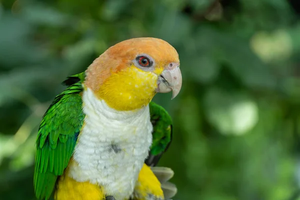 Perroquet Pattes Noires Pionites Xanthomerius Très Proche Dans Jungle — Photo