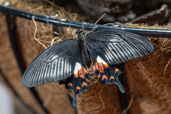 一般的なモルモン蝶 パプリオポリート 女性の黒のツバメの尾の蝶を閉じる — ストック写真