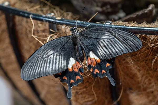 Farfalla Mormone Comune Paplio Polytes Una Farfalla Femmina Coda Forcuta — Foto Stock