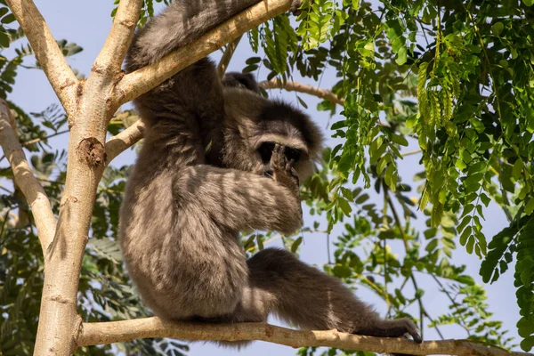 Stříbrný Nebo Javan Gibbon Hylobates Moloch Sedí Skále Saje Palec — Stock fotografie