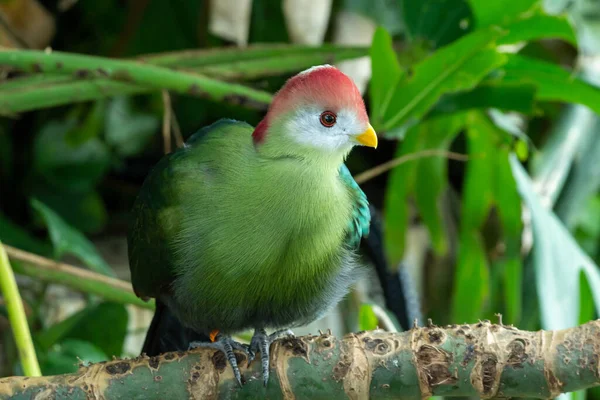 Red Crested Turaco Tauraco Erythrolophus Close Beautiful Tropical African Bird — Stock Photo, Image