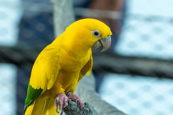 Gyllene Parakit Eller Guldklimp Guaruba Guarouba Vacker Levande Gul Papegoja — Stockfoto