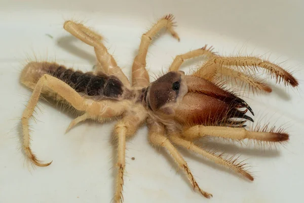 Egyptian Giant Solpugids Galeodes Arabs Wind Scorpion Camel Spider Macro — Stock Photo, Image