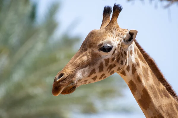 Zbliżenie Żyrafy Żyrafa Głowa Słońcu Afryce — Zdjęcie stockowe
