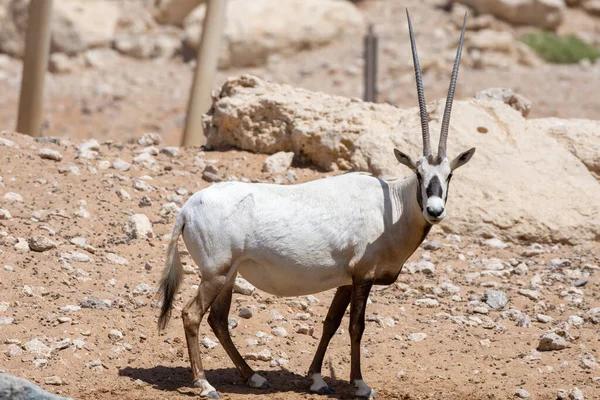 Oryx Árabe Oryx Leucoryx Peligro Crítico Residente Del Golfo Arábigo — Foto de Stock