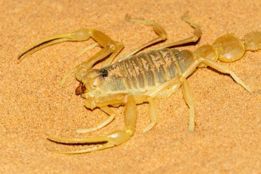 Orta Doğu 'daki Kalkan Kuyruklu Akrep (Apistobuthus Pterygocercus) geceleri kuma yaklaşır. (yan görünüm)