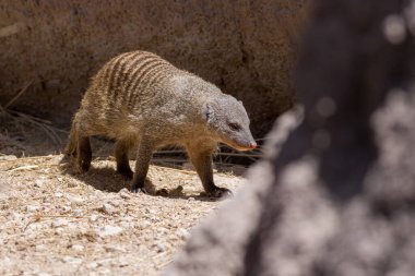 Mısırlı bir firavun faresi (Herpestes ichneumon) veya kayalar üzerinde yürüyen bir ichneumon..